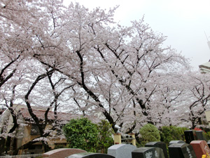 浄心寺 本郷さくら霊園