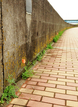 旧江戸川土手