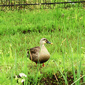 広尾防災公園