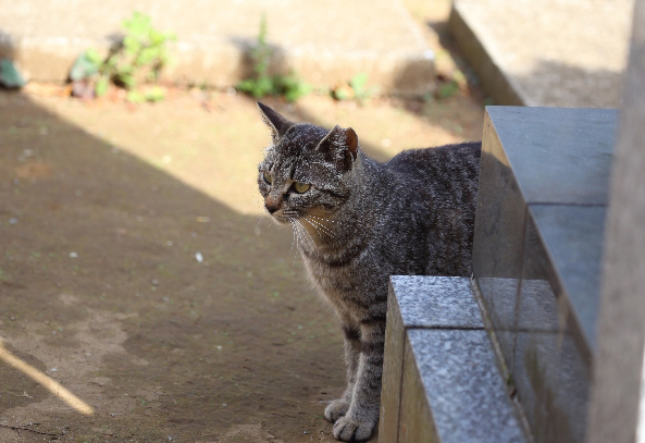 お墓と私