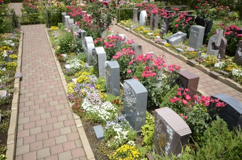 墓石と墓石の間にはバラの生垣がございます。