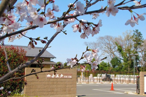 霊園入り口。桜が美しく咲いています。