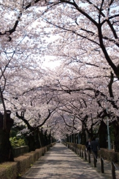 青山霊園の桜並木