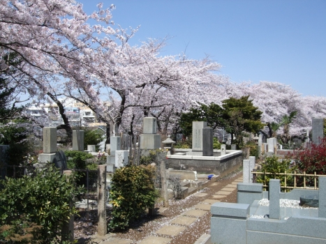 桜の季節の染井霊園