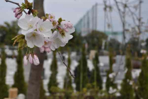 春は桜も見頃を迎えます。