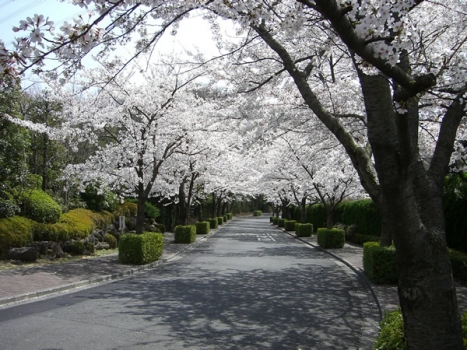 春を彩る桜並木。